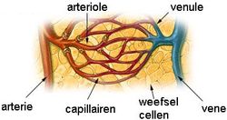 capillairen
